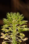 Green adder's-mouth orchid